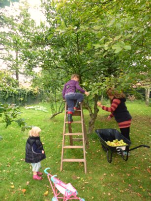 Apple collecting in our orchard at harvest time  @ www.jamesandtracy.co.uk