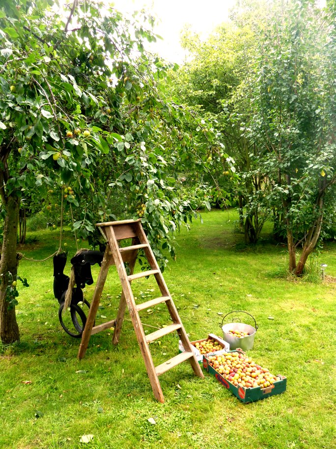 Gathering plums in the orchard for Rumtopf and Plum Brandy  @ www.jamesandtracy.co.uk