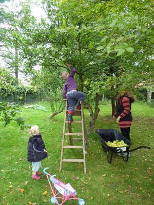 Harvesting cider apples from our orchard  @ www.jamesandtracy.co.uk