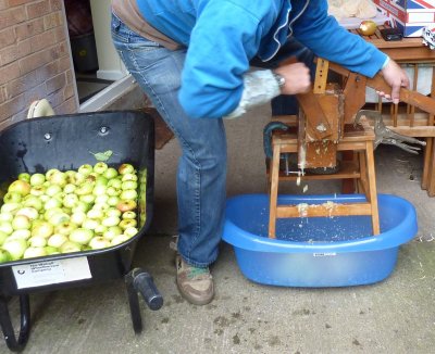 Scratting pears for Perry cider using a traditional hand scratter you can make yourself from our plans  @ www.jamesandtracy.co.uk