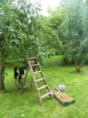 Gathering plums in the orchard for jam  @ www.jamesandtracy.co.uk